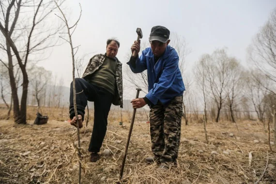 Да вдъхнеш живот на повече от 10 хиляди дървета
