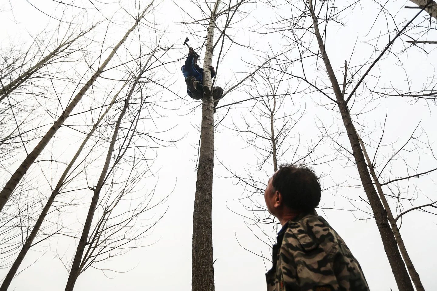 Да вдъхнеш живот на повече от 10 хиляди дървета