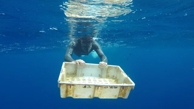 От Япония до САЩ с плуване