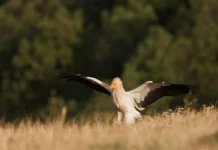Бягане в подкрепа на египетския лешояд Миля за египетския лешояд