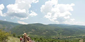 Лечебните растения близо до нас Лечебните растения близо до нас