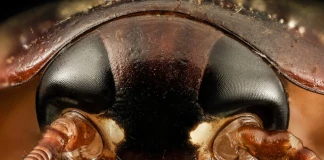 Членестоног апокалипсис: Хлебарките еволюират в неубиваеми гадини! хлебарки