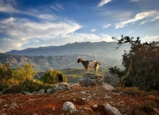 Музикална класация: 4 дестинации, които да посетим този уикенд Коза
