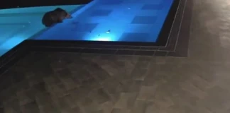 Мечка с висяща присъда се изкъпа в басейна на лифт Сопот – организират спасителна акция по преместването ѝ