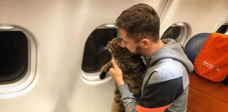 Руснак извърши подмяна на котки, за да транспортира домашния си любимец в салона на самолет