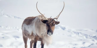 Животните, създадени да оцелеят при екстремно ниски температури arctic animals