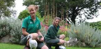 Гледачи на животни се изолират три месеца в зоопарк, за да се грижат за животните