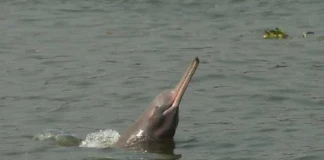 В чисти води: застрашен вид делфини от река Ганг се завръщат по време на карантина
