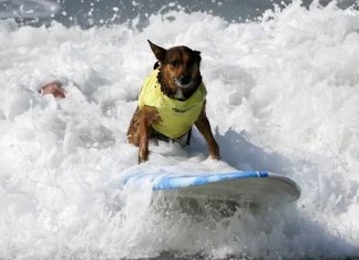 Кучета показват уменията си на Световното първенство по сърф за кучета (галерия)