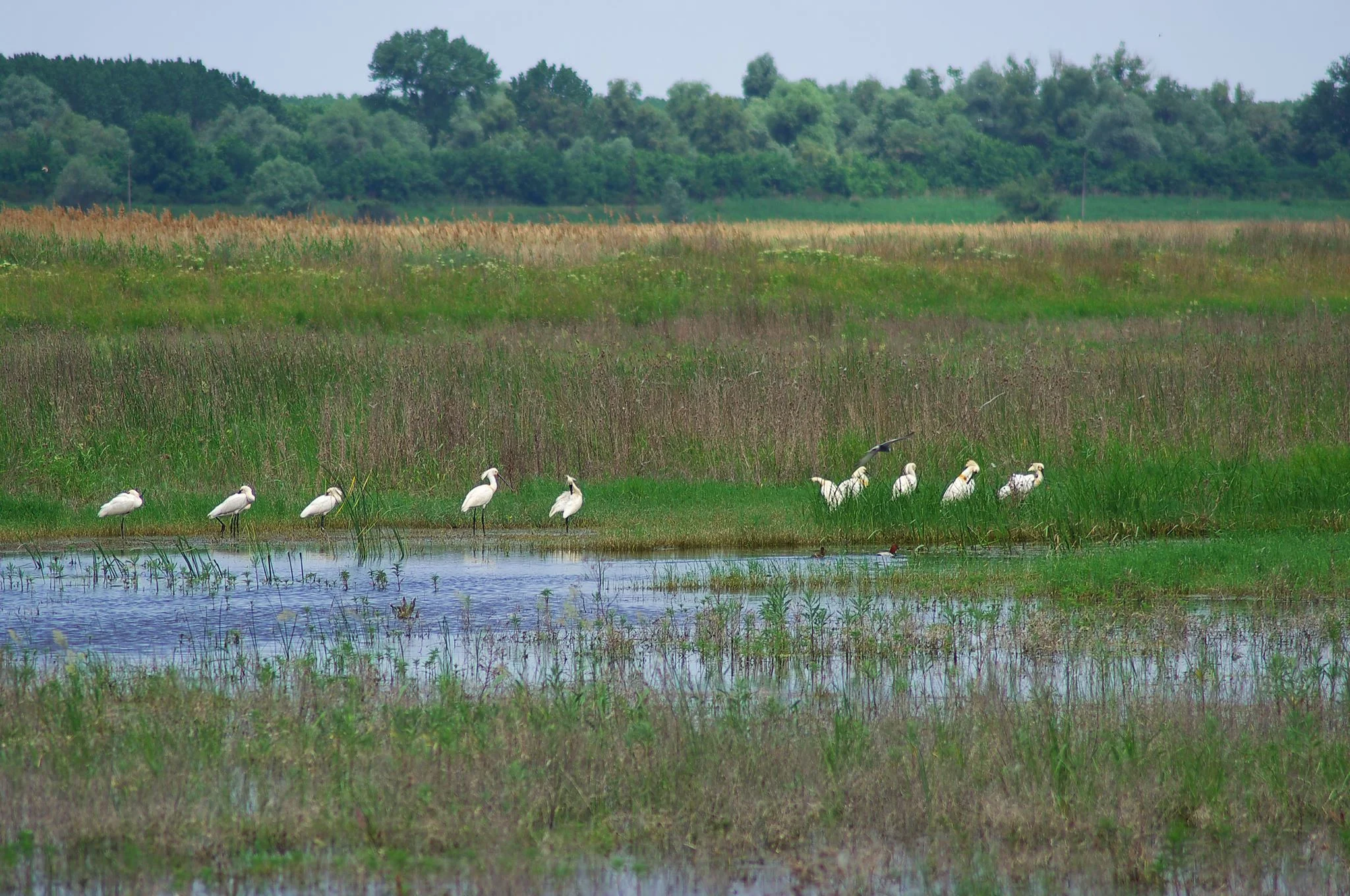 Защитената местност Калимок - Бръшлен