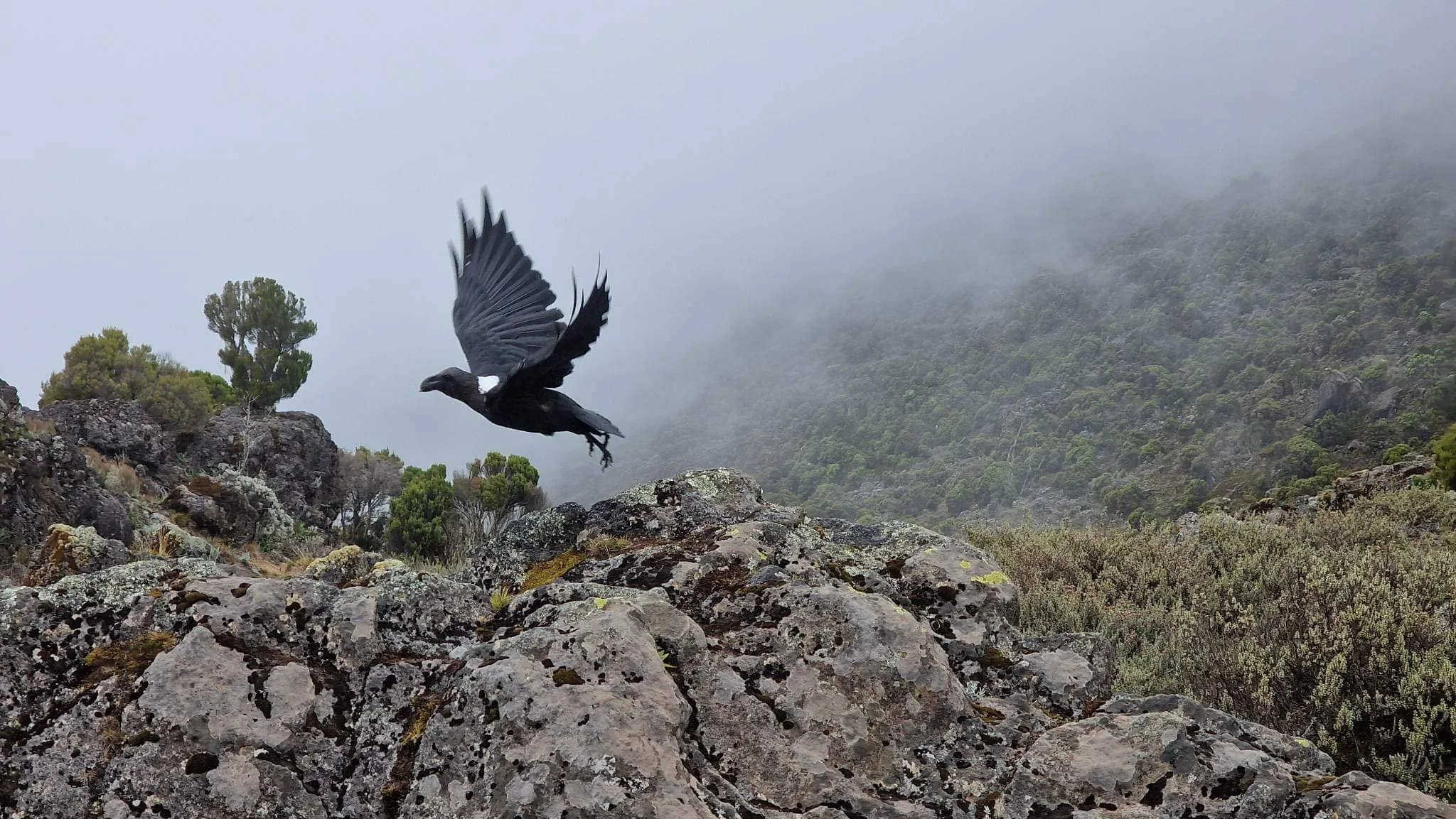Един от обитателите на Килиманджаро