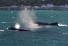 От местопрестъплението: телата на 19 акули… с липсващи черни дробове Косатки