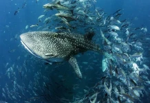 Световен ден на океаните 2023