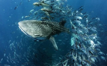 8 юни: Световният ден на океаните Световен ден на океаните 2023