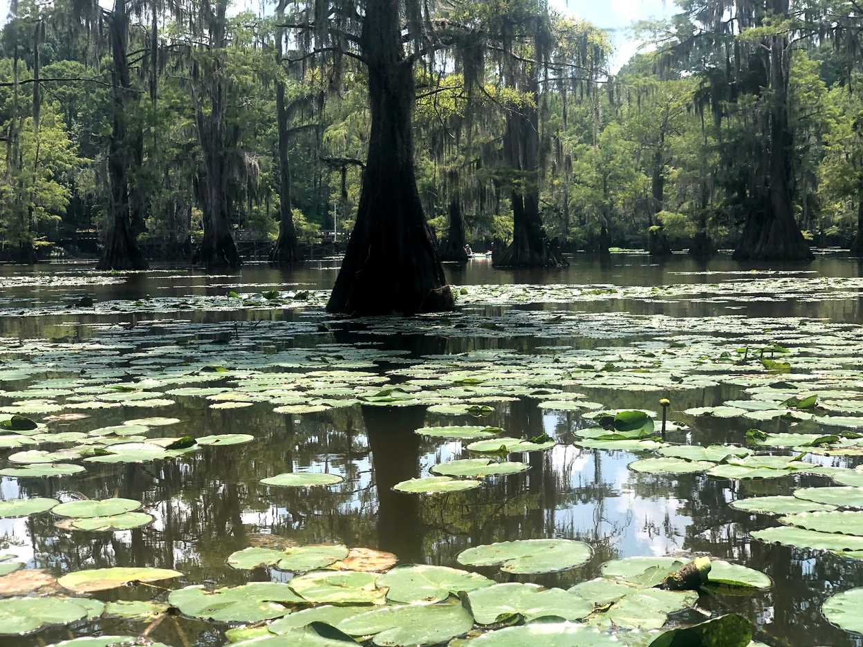 caddo lake lostwithlydiacom