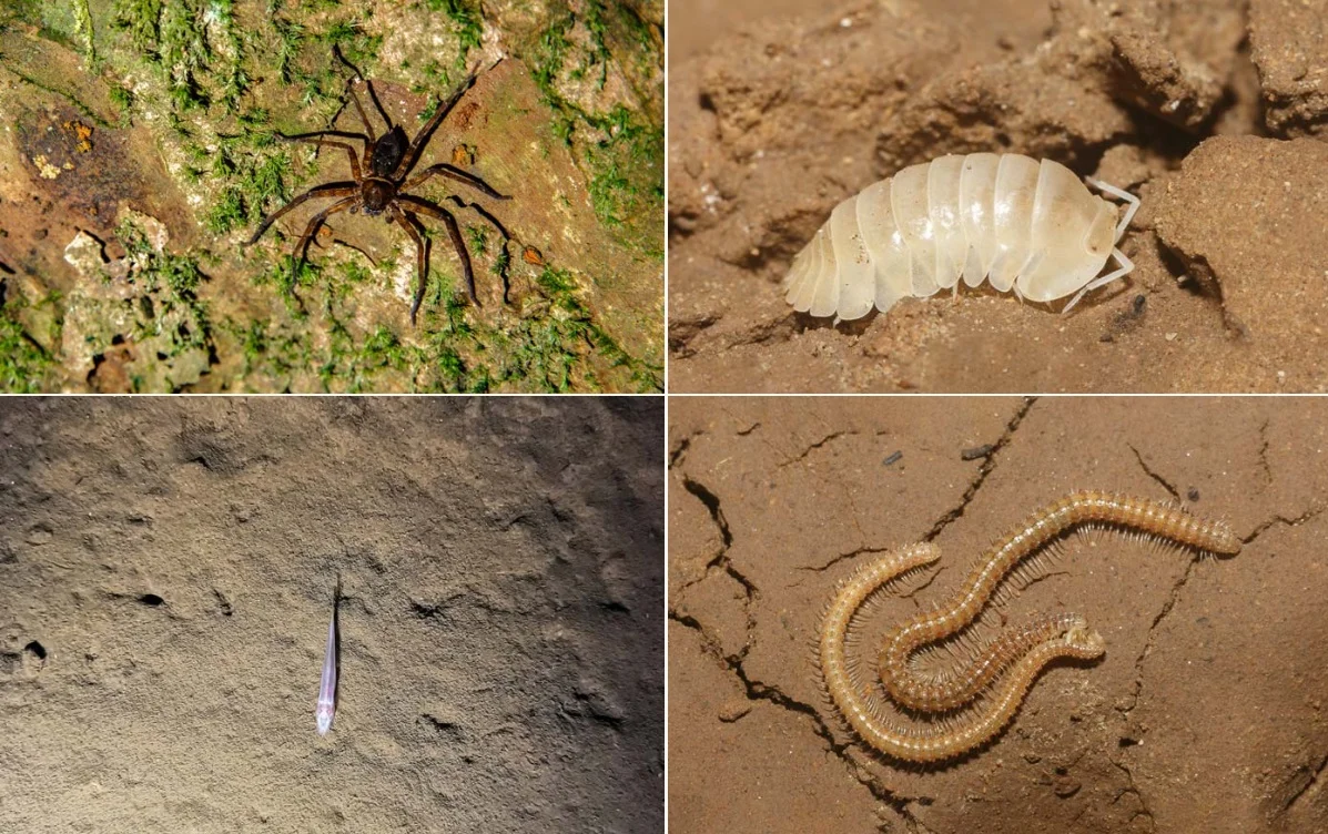 Най-голямата пещера в света Ханг Сон Донг (Шондонг)