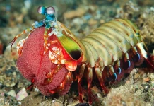 7 от най-странните животни на планетата Скарида богомолка