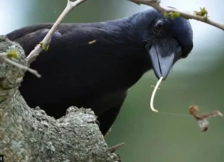 Гарваните – умни колкото човек? Гарваните могат да запомнят и възпроизведат поредица от последователни действия