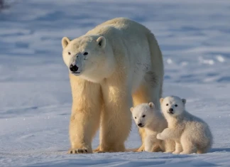 Бялата мечка: запознайте се с господаря на северните ширини Полярна мечка с малки мечета