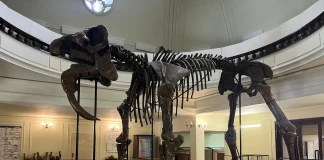 скелет на Дейнотериум (прапрадядо на слоновете)