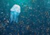 Колко микропластмаса има в Черно море