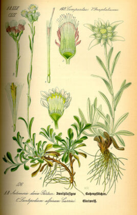 Еделвайс - ботаническа рисунка