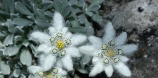 Еделвайсът - символът на планинарството