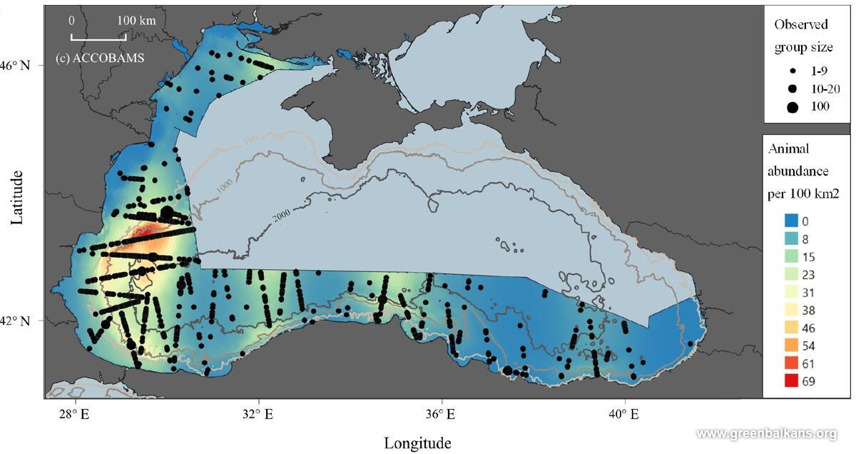 Численост на китоподобните бозайници в Черно море, 2024 г.