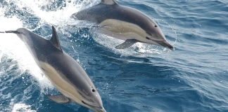 Обикновен делфин