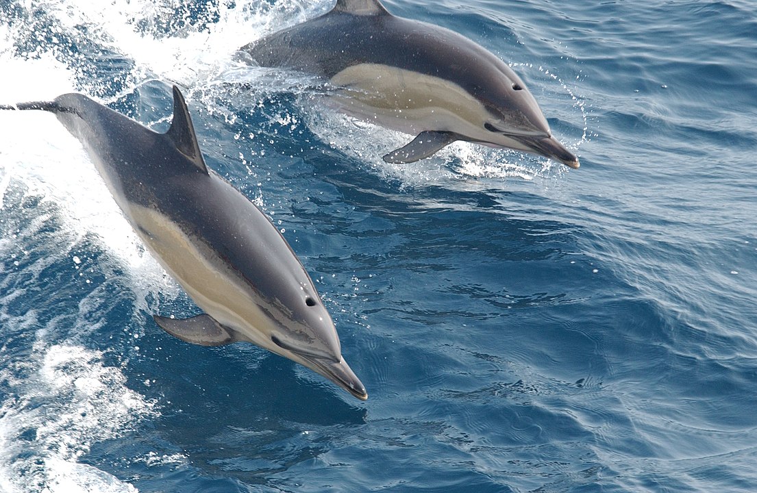 Обикновен делфин