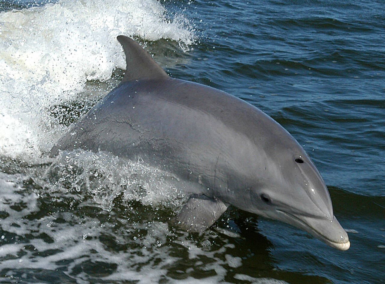 Бутилконос делфин/афала