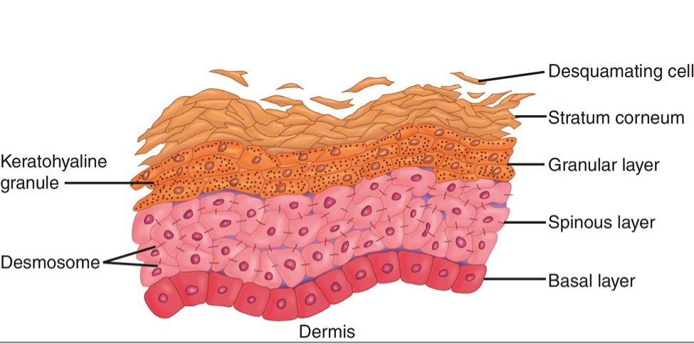 Слоеве на епидермиса