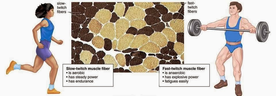 Видове мускулни влакна при мъжете и жените