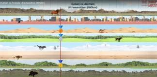 Кой ще победи в 100 км ултрамаратон: човек срещу животно