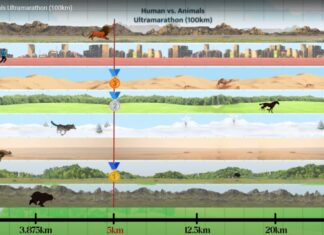 Кой ще победи в 100 км ултрамаратон: човек срещу животно