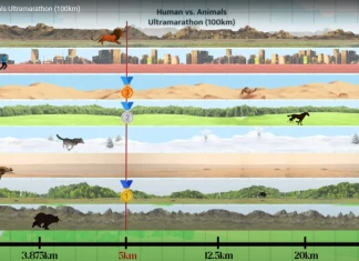 Кой ще победи в 100 км ултрамаратон: човек срещу животно