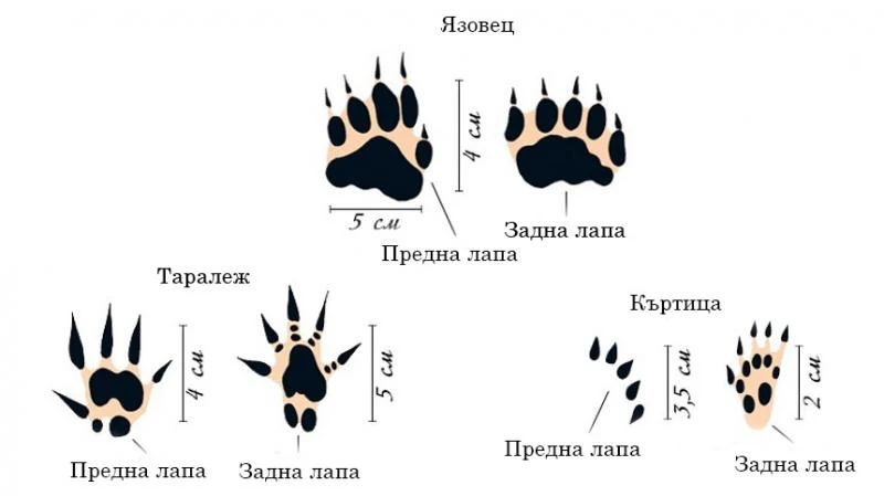 Следи от язовец, таралеж, къртица