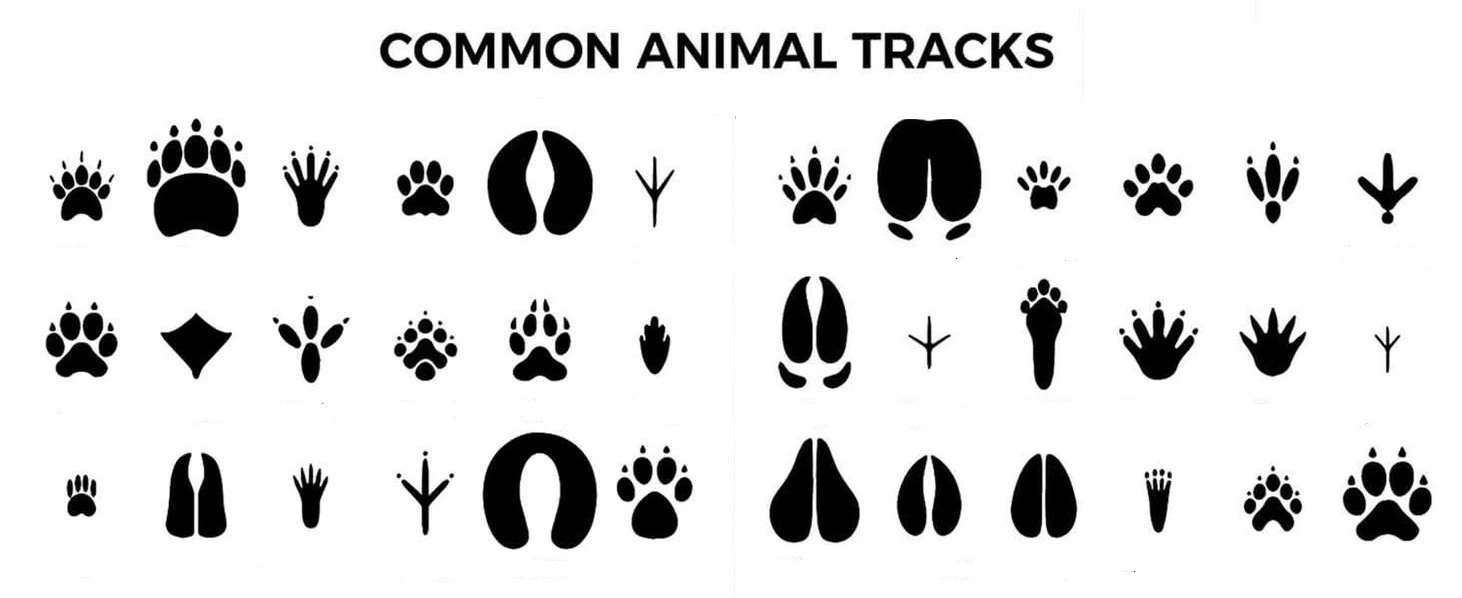 Следите от диви животни - как да ги разпознаем
