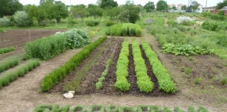 Биопрограма