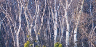 Конкурс Natural Landscape Photography Awards 2025