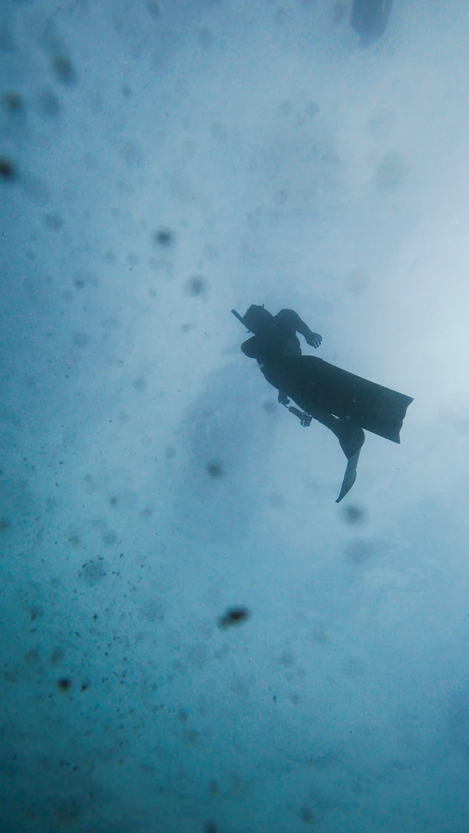 Стефани Димитрова