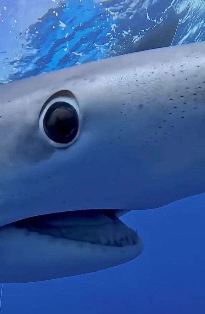 Стефани Димитрова