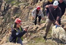 Алпинисти спасиха бедстващи овце