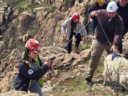 Алпинисти спасиха бедстващи овце