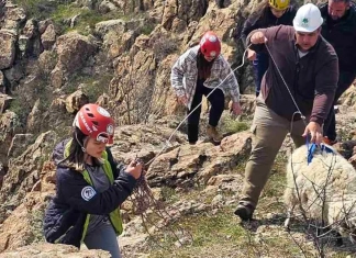 Алпинисти спасиха бедстващи овце