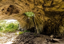 Пещерата с дървото