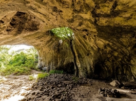 Пещерата с дървото