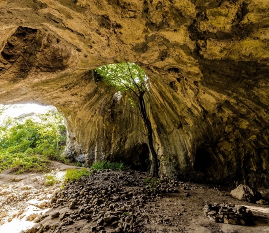 Пещерата с дървото