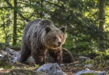 Кафява мечка с малко