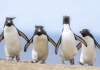 Comedy Wildlife Photography Awards